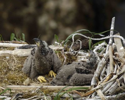 Eagle, Bald, Nest, 2 Eaglets-071507-Summer Bay, Unalaska Island, AK-#1224.jpg