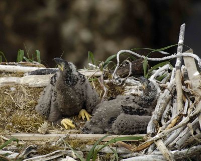 Eagle, Bald, Nest, 2 Eaglets-071507-Summer Bay, Unalaska Island, AK-#1225.jpg