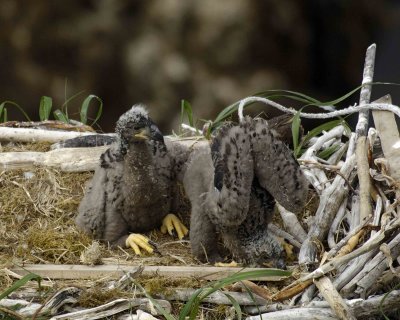Eagle, Bald, Nest, 2 Eaglets-071507-Summer Bay, Unalaska Island, AK-#1226.jpg