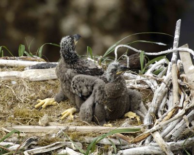 Eagle, Bald, Nest, 2 Eaglets-071507-Summer Bay, Unalaska Island, AK-#1228.jpg