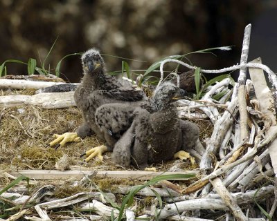 Eagle, Bald, Nest, 2 Eaglets-071507-Summer Bay, Unalaska Island, AK-#1230.jpg
