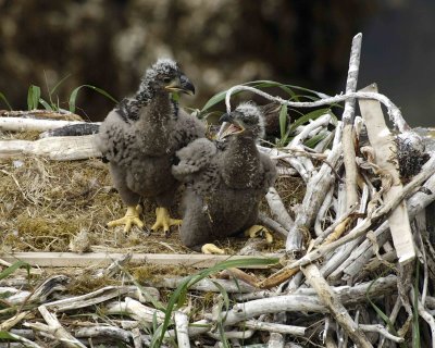 Eagle, Bald, Nest, 2 Eaglets-071507-Summer Bay, Unalaska Island, AK-#1235.jpg