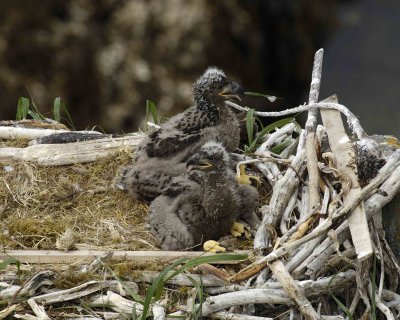 Eagle, Bald, Nest, 2 Eaglets-071507-Summer Bay, Unalaska Island, AK-#1253.jpg
