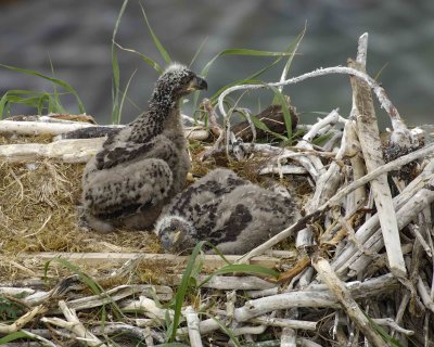 Eagle, Bald, Nest, 2 Eaglets-071507-Summer Bay, Unalaska Island, AK-#1355.jpg