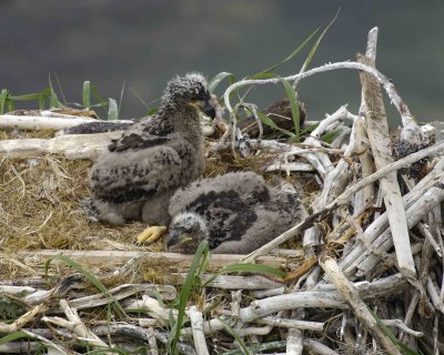 Eagle, Bald, Nest, 2 Eaglets-071507-Summer Bay, Unalaska Island, AK-#1364.jpg