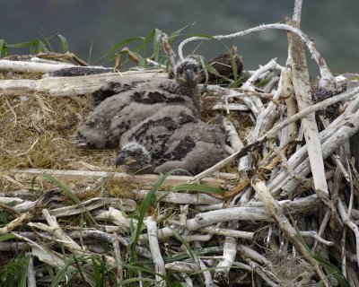 Eagle, Bald, Nest, 2 Eaglets-071507-Summer Bay, Unalaska Island, AK-#1370.jpg