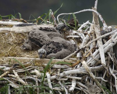 Eagle, Bald, Nest, 2 Eaglets-071507-Summer Bay, Unalaska Island, AK-#1376.jpg