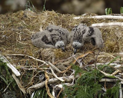 Eagle, Bald, Nest, 2 Eaglets-071507-Summer Bay, Unalaska Island,, AK-#0768.jpg