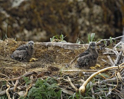 Eagle, Bald, Nest, 2 Eaglets-071607-Summer Bay, Unalaska Island, AK-#0282.jpg