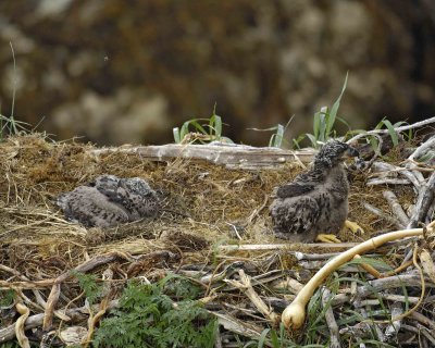 Eagle, Bald, Nest, 2 Eaglets-071607-Summer Bay, Unalaska Island, AK-#0404.jpg
