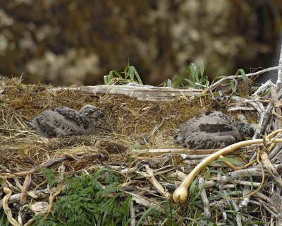 Eagle, Bald, Nest, 2 Eaglets-071607-Summer Bay, Unalaska Island, AK-#0459.jpg
