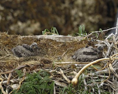 Eagle, Bald, Nest, 2 Eaglets-071607-Summer Bay, Unalaska Island, AK-#0473.jpg