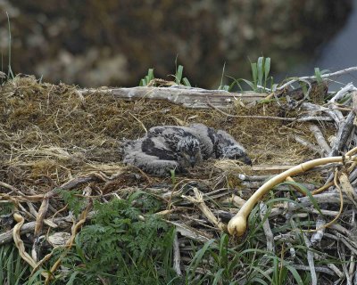 Eagle, Bald, Nest, 2 Eaglets-071607-Summer Bay, Unalaska Island, AK-#0701.jpg