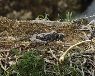 Eagle, Bald, Nest, 2 Eaglets-071607-Summer Bay, Unalaska Island, AK-#0726.jpg