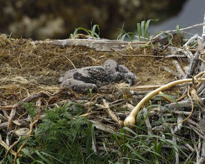 Eagle, Bald, Nest, 2 Eaglets-071607-Summer Bay, Unalaska Island, AK-#0731.jpg