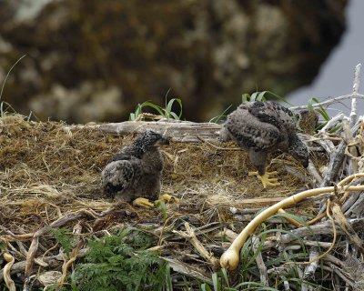Eagle, Bald, Nest, 2 Eaglets-071607-Summer Bay, Unalaska Island, AK-#0733.jpg