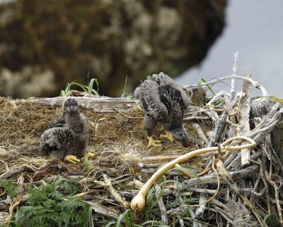 Eagle, Bald, Nest, 2 Eaglets-071607-Summer Bay, Unalaska Island, AK-#0737.jpg