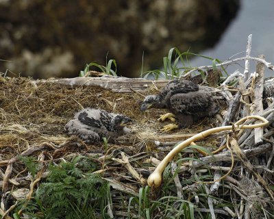 Eagle, Bald, Nest, 2 Eaglets-071607-Summer Bay, Unalaska Island, AK-#0754.jpg