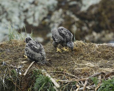 Eagle, Bald, Nest, 2 Eaglets-071607-Summer Bay, Unalaska Island, AK-#0948.jpg