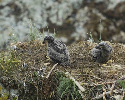 Eagle, Bald, Nest, 2 Eaglets-071607-Summer Bay, Unalaska Island, AK-#0951.jpg