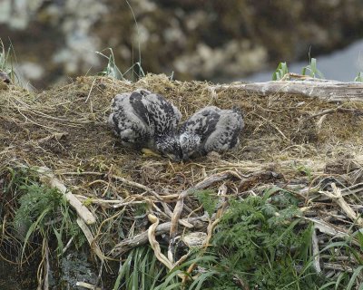 Eagle, Bald, Nest, 2 Eaglets-071607-Summer Bay, Unalaska Island, AK-#0966.jpg