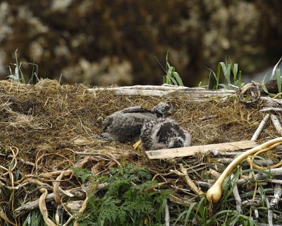 Eagle, Bald, Nest, 2 Eaglets-071707-Summer Bay, Unalaska Island, AK-#0624.jpg
