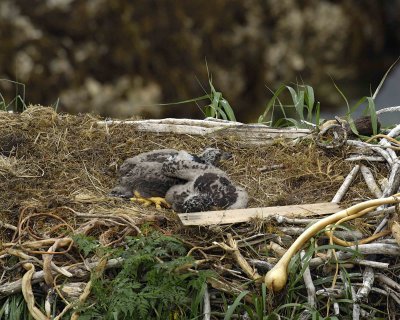 Eagle, Bald, Nest, 2 Eaglets-071707-Summer Bay, Unalaska Island, AK-#0639.jpg