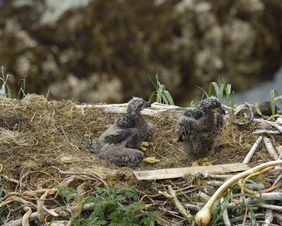 Eagle, Bald, Nest, 2 Eaglets-071707-Summer Bay, Unalaska Island, AK-#0646.jpg