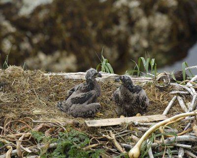 Eagle, Bald, Nest, 2 Eaglets-071707-Summer Bay, Unalaska Island, AK-#0649.jpg