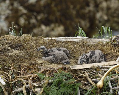 Eagle, Bald, Nest, 2 Eaglets-071707-Summer Bay, Unalaska Island, AK-#0658.jpg
