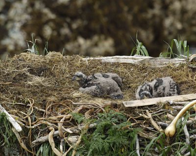 Eagle, Bald, Nest, 2 Eaglets-071707-Summer Bay, Unalaska Island, AK-#0660.jpg
