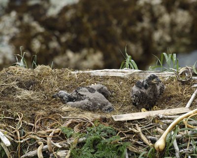 Eagle, Bald, Nest, 2 Eaglets-071707-Summer Bay, Unalaska Island, AK-#0666.jpg