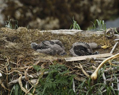Eagle, Bald, Nest, 2 Eaglets-071707-Summer Bay, Unalaska Island, AK-#0673.jpg