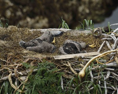 Eagle, Bald, Nest, 2 Eaglets-071707-Summer Bay, Unalaska Island, AK-#0681.jpg