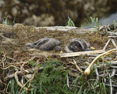 Eagle, Bald, Nest, 2 Eaglets-071707-Summer Bay, Unalaska Island, AK-#0690.jpg