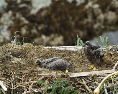 Eagle, Bald, Nest, 2 Eaglets-071707-Summer Bay, Unalaska Island, AK-#0709.jpg