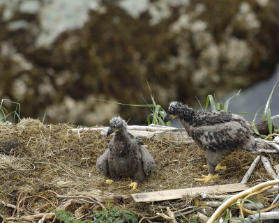 Eagle, Bald, Nest, 2 Eaglets-071707-Summer Bay, Unalaska Island, AK-#0715.jpg