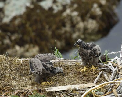 Eagle, Bald, Nest, 2 Eaglets-071707-Summer Bay, Unalaska Island, AK-#0720.jpg