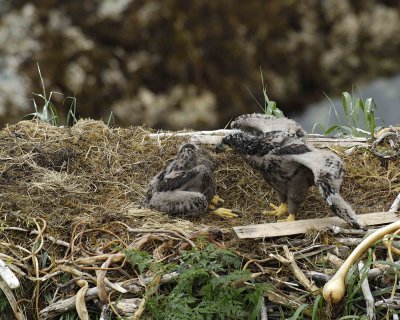 Eagle, Bald, Nest, 2 Eaglets-071707-Summer Bay, Unalaska Island, AK-#0735.jpg