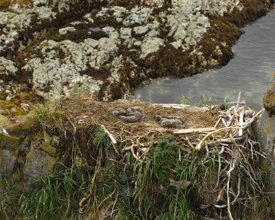 Eagle, Bald, Nest, 2 Eaglets-071707-Summer Bay, Unalaska Island, AK-#0931.jpg