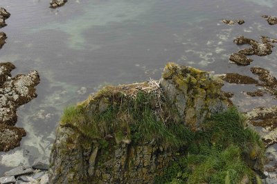 Eagle, Bald, Nest, 2 Eaglets-071707-Summer Bay, Unalaska Island, AK-#0939.jpg