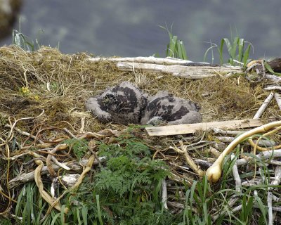 Eagle, Bald, Nest, 2 Eaglets-071807-Summer Bay, Unalaska Island, AK-#0007.jpg
