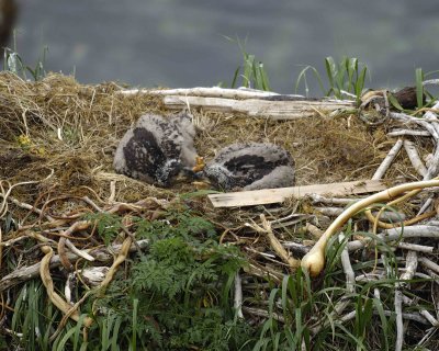 Eagle, Bald, Nest, 2 Eaglets-071807-Summer Bay, Unalaska Island, AK-#0081.jpg
