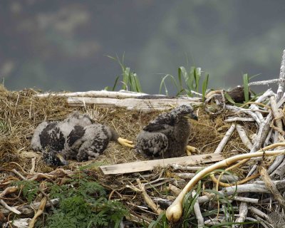 Eagle, Bald, Nest, 2 Eaglets-071807-Summer Bay, Unalaska Island, AK-#0110.jpg