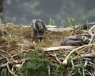 Eagle, Bald, Nest, 2 Eaglets-071807-Summer Bay, Unalaska Island, AK-#0130.jpg