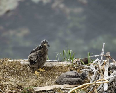 Eagle, Bald, Nest, 2 Eaglets-071807-Summer Bay, Unalaska Island, AK-#0150.jpg
