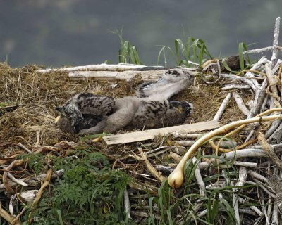 Eagle, Bald, Nest, 2 Eaglets-071807-Summer Bay, Unalaska Island, AK-#0307.jpg
