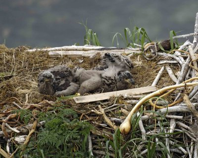 Eagle, Bald, Nest, 2 Eaglets-071807-Summer Bay, Unalaska Island, AK-#0310.jpg