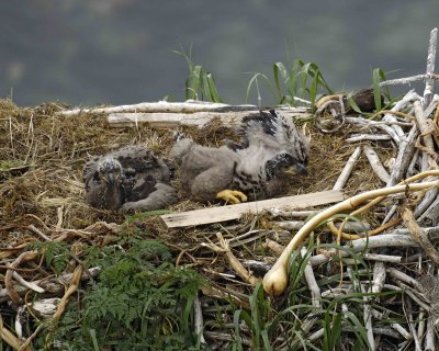 Eagle, Bald, Nest, 2 Eaglets-071807-Summer Bay, Unalaska Island, AK-#0313.jpg