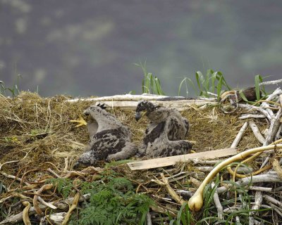 Eagle, Bald, Nest, 2 Eaglets-071807-Summer Bay, Unalaska Island, AK-#0314.jpg